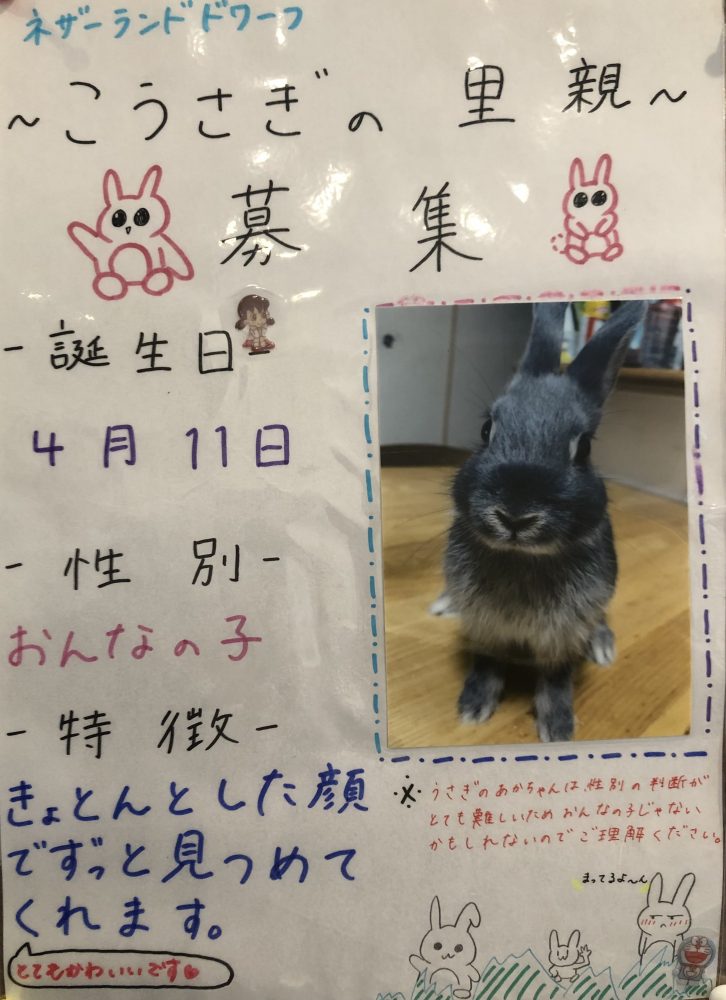 こうさぎの里親募集 募集終了いたしました 鹿児島市紫原にあるしろくま動物病院公式サイト